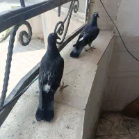 کفتر