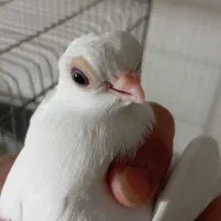 کبوتر تلسکوپی