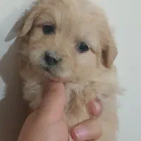 واگذار ۷ عدد سگ