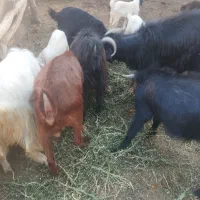 تکه و بز نر برای کشتار و قربانی