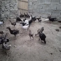 جوجه محلی به فروش می‌رسد