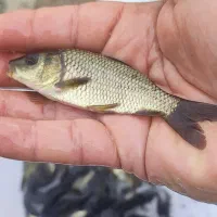 کپور پر طلایی جهت پرورش شارژ شد|ماهی|قزوین, |دیوار