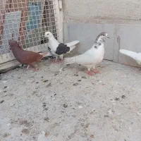 کفتر|پرنده|قلعه نو, |دیوار