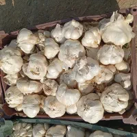 سیر درجه یک ریحان