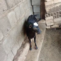 کهر نر|حیوانات مزرعه|بندرعباس, |دیوار