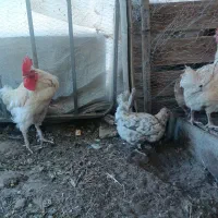سلام فروش مرغ کرک تخمگذار جوجه چهار ماهه وخروس