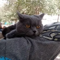 گربه اسکاتیش