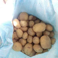 فروش سیب زمینی