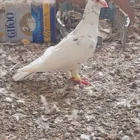 کفتر