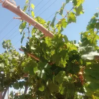 باغ-زمین-و-آب-چاه-کشاورزی