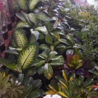 استخدام نیروی کار