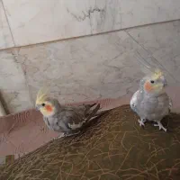 عروس هلندی