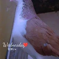 سوسکی بزک