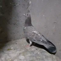 کفتر دست پرسیاه سار