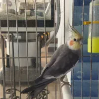 یک عدد عروس هلندی اهلی و بازیگوش