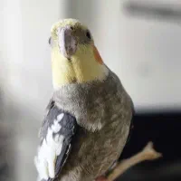 گمشده