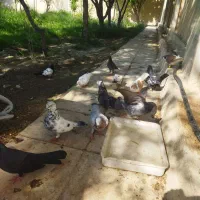 فروشی کبوتر