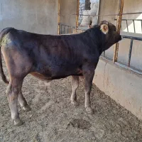 فروش گوساله برانسوییس