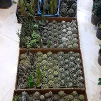 انواع کاکتوس و ساکولنت
