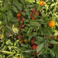 گوجه درجه1|عمده‌فروشی|شوش, |دیوار