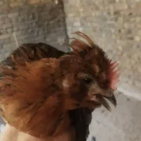 چوری۳ماهه21 عدد ببر 8میلیون نمی‌خوای کمتر دانه420ت