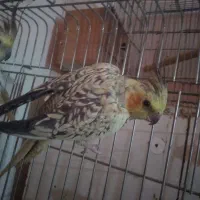 عروس هلندی نروماده وتک