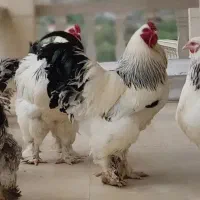 برهما لایت تخم نطفه دار جوجه مرغ خروس
