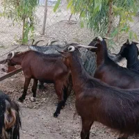 بُز درجه یک