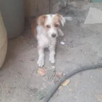 سگ واگذاری