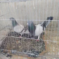 کبوتر‌شقشقی