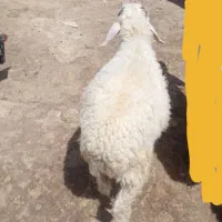 گوسفند نر