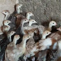جوجه بوقلمون برنز و بوربون واکسینه شده 45روزه