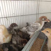جوجه گلپایگانی یکماهه