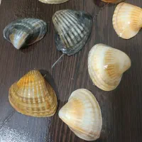 انواع گوش ماهی دریایی خزر