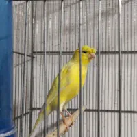 فروش دوتا قناری نر  معاوضه
