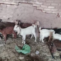 7عدد بزغاله یکی نر بقیه ماده