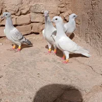 ۷عدد جوجه کرمانی و المانی