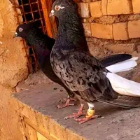 کبوتر