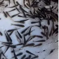 بچه ماهی آمور