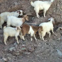 تعدادی کره نر وماده محلی