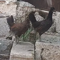 جوجه بزرگ محلی اصل