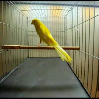 قناری سوپر کشیده و رسمی