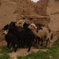 شیشک افشاری پلنگی با قوچ