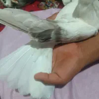 کبوتر