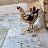مرغ گلین