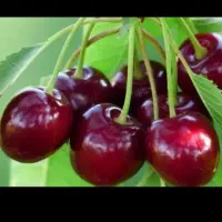 چیدن گیلاس
