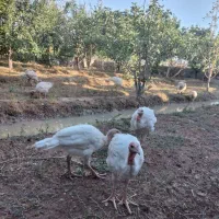 بوقلمون ۱۰۰ روزه بیوتی