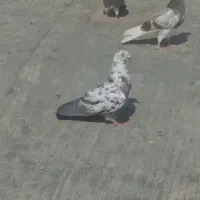 کفتر