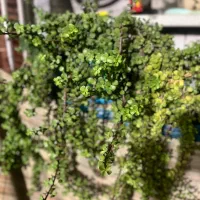 گل کراسولا خرفه ای
