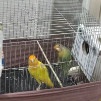 طوطی برزیلی